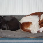 Damian und Luci in einem Korb