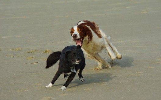 Damian und Luci am Strand von Fanoe, Dänemark