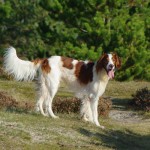 Damian im Hundeauslaufgebiet auf Fanoe, Dänemark