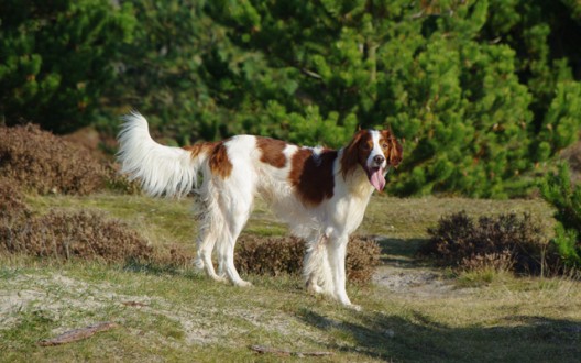 Damian im Hundeauslaufgebiet auf Fanoe, Dänemark